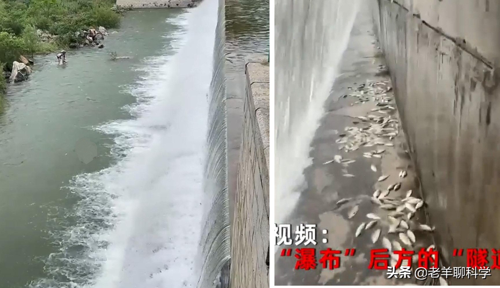 山东一水库泄洪引来数千人捞鱼,一大坝挖出大鱼