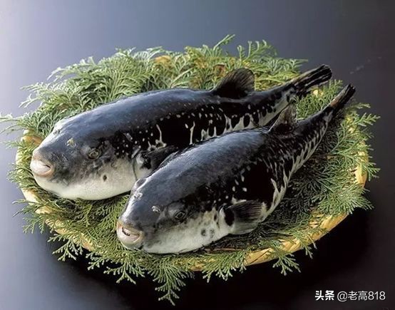 今日北塘海鲜,北塘海鲜扬帆起航