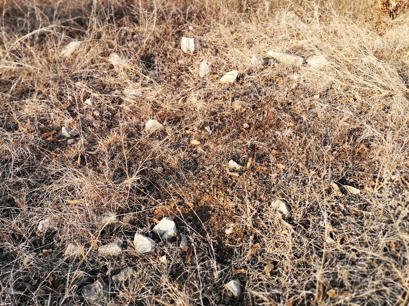 摩托周边旮旯游——探访蚌埠李楼鲁山寺遗址（上）