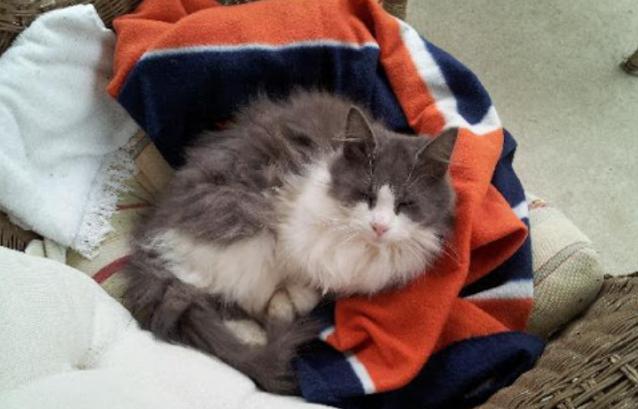 猫咪走丢让流浪猫找回,家养猫咪走丢了还能存活吗