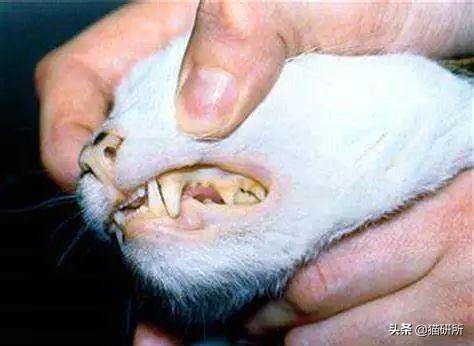 猫咪眼屎变多、咳嗽流鼻涕？别忽视了“嫌犯”支原体