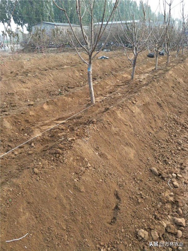 俄罗斯八号樱桃怎么好坐果,俄罗斯八号樱桃怎样