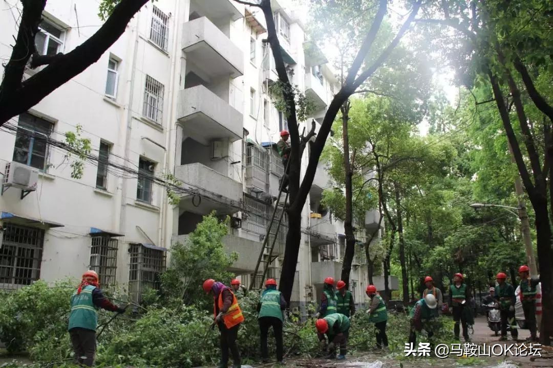 注意！马鞍山主城区这些小区树木集中修剪，快看你家在不在内!