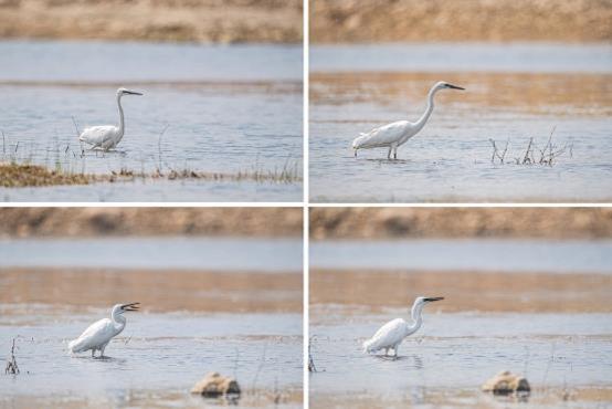 尼康d6拍鸟评测,摄影全套教程尼康d6
