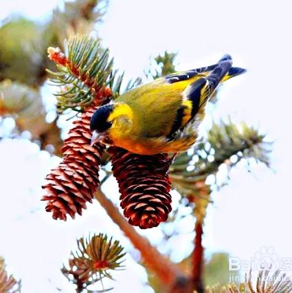 黄雀鸣叫欣赏,黄雀翅膀羽毛