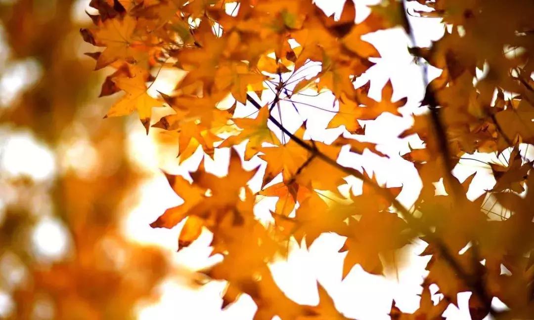 秋意浓浓风景美景,秋意浓稻浪飘香