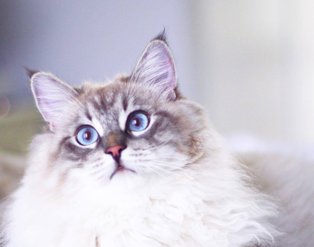 猫奴需要了解的知识:猫咪喝水少的危害及八种应对策略