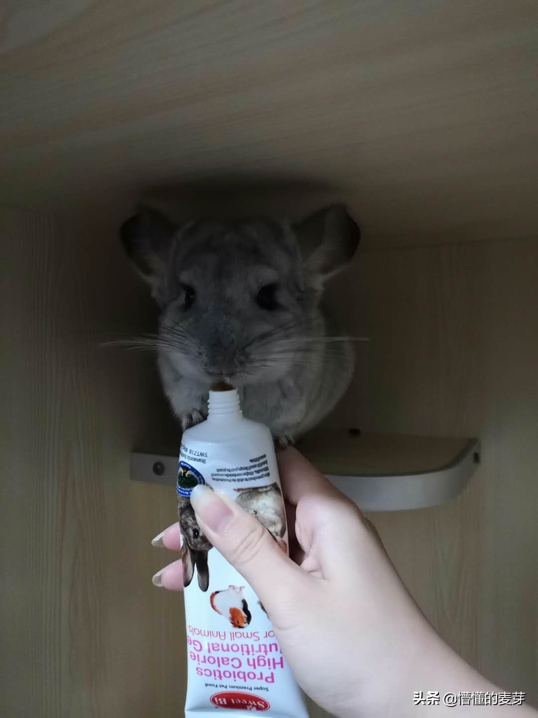 龙猫训练方法和注意事项,龙猫要准备哪些用品