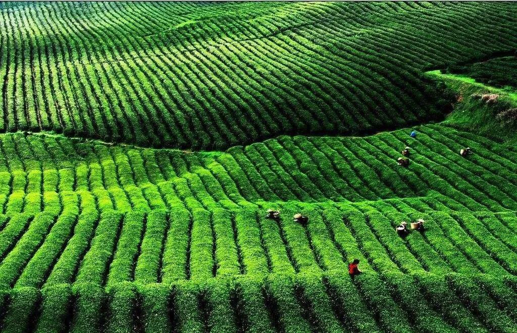 茶叶一年能赚多少钱,茶叶利润大暴利行业
