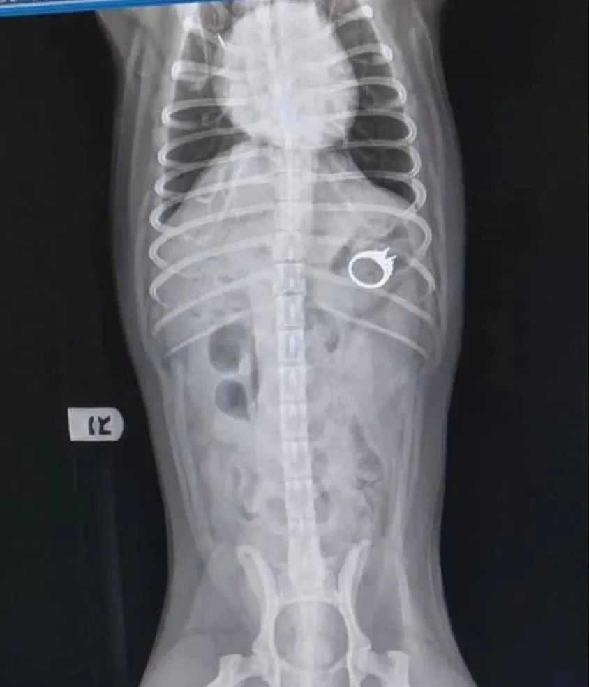 巴哥不小心吞下钻戒，女主人急忙带它去手术，支付完费用心塞了
