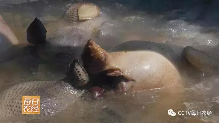 云龙诺邓火腿加工,云龙矮脚鸡