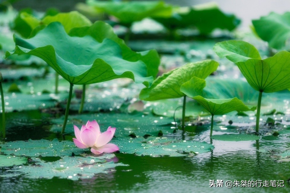 过年回到魂牵梦绕的家乡,淮滨古城旅游攻略