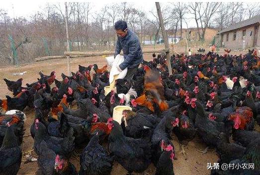 2020年最火农村创业项目有哪些,当下农村最适合创业项目是什么