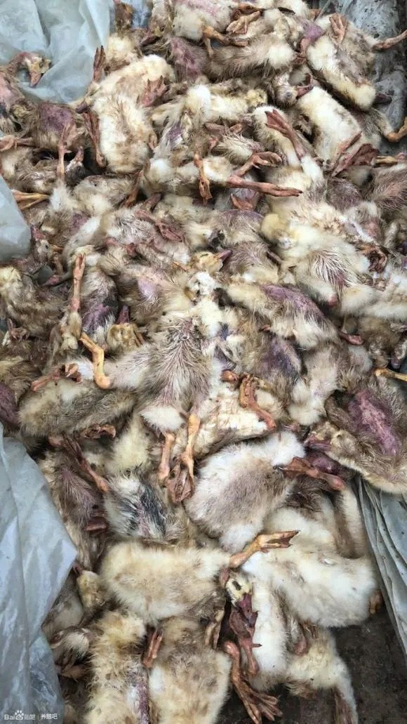 小鹅发现了痛风怎么办,小鹅第7天痛风如何解决