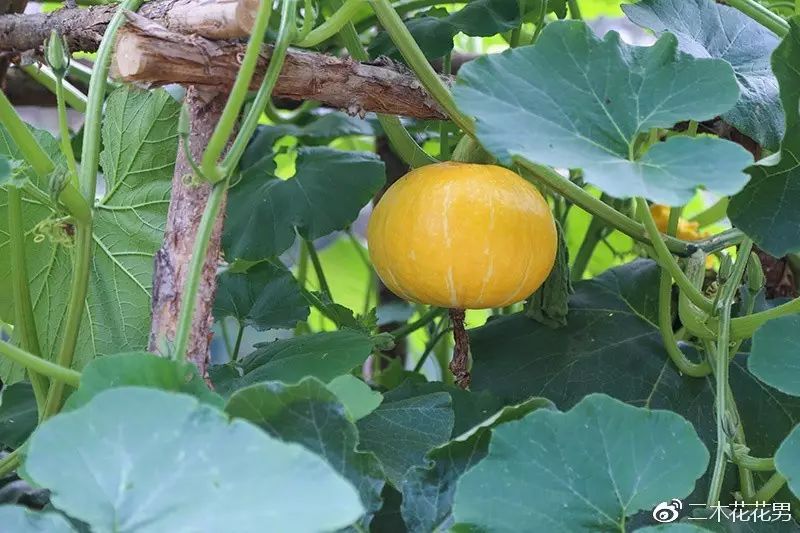 澶氳倝澶х浜屾湪,澶氳倝杈句汉浜屾湪