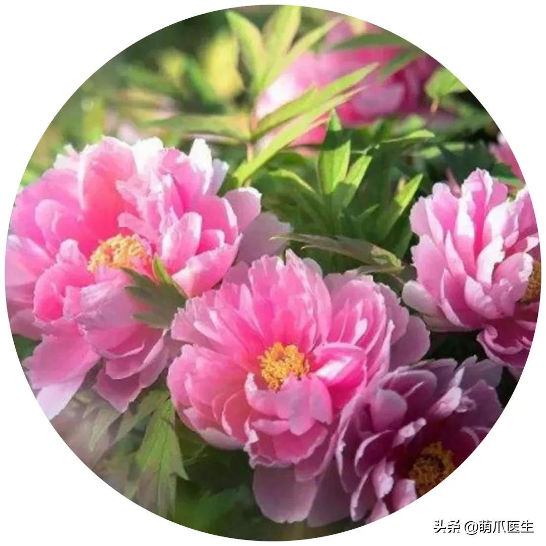 家有萌猫，千万别养这些花草！！