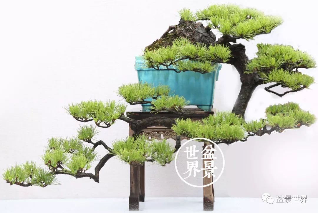 精品黑松盆景欣赏,富贵大气的盆景有哪些