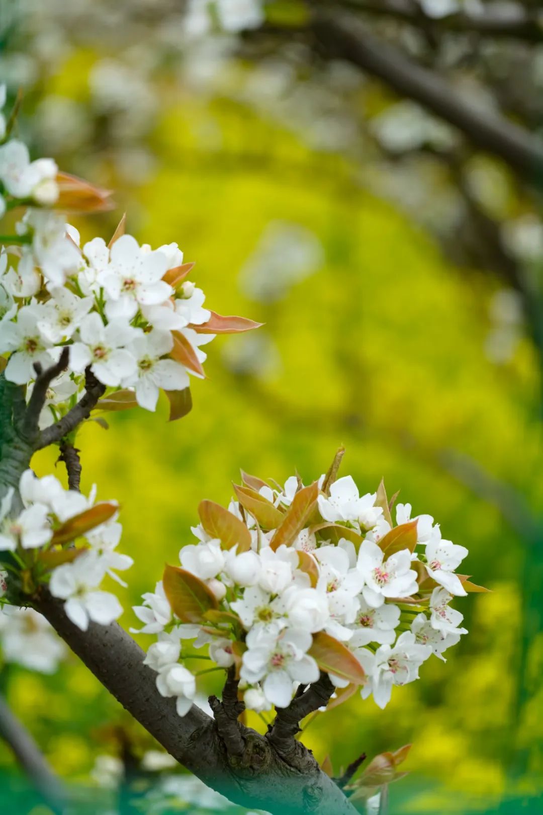 苏州赏花推荐景点有哪些,苏州赏花踏青攻略