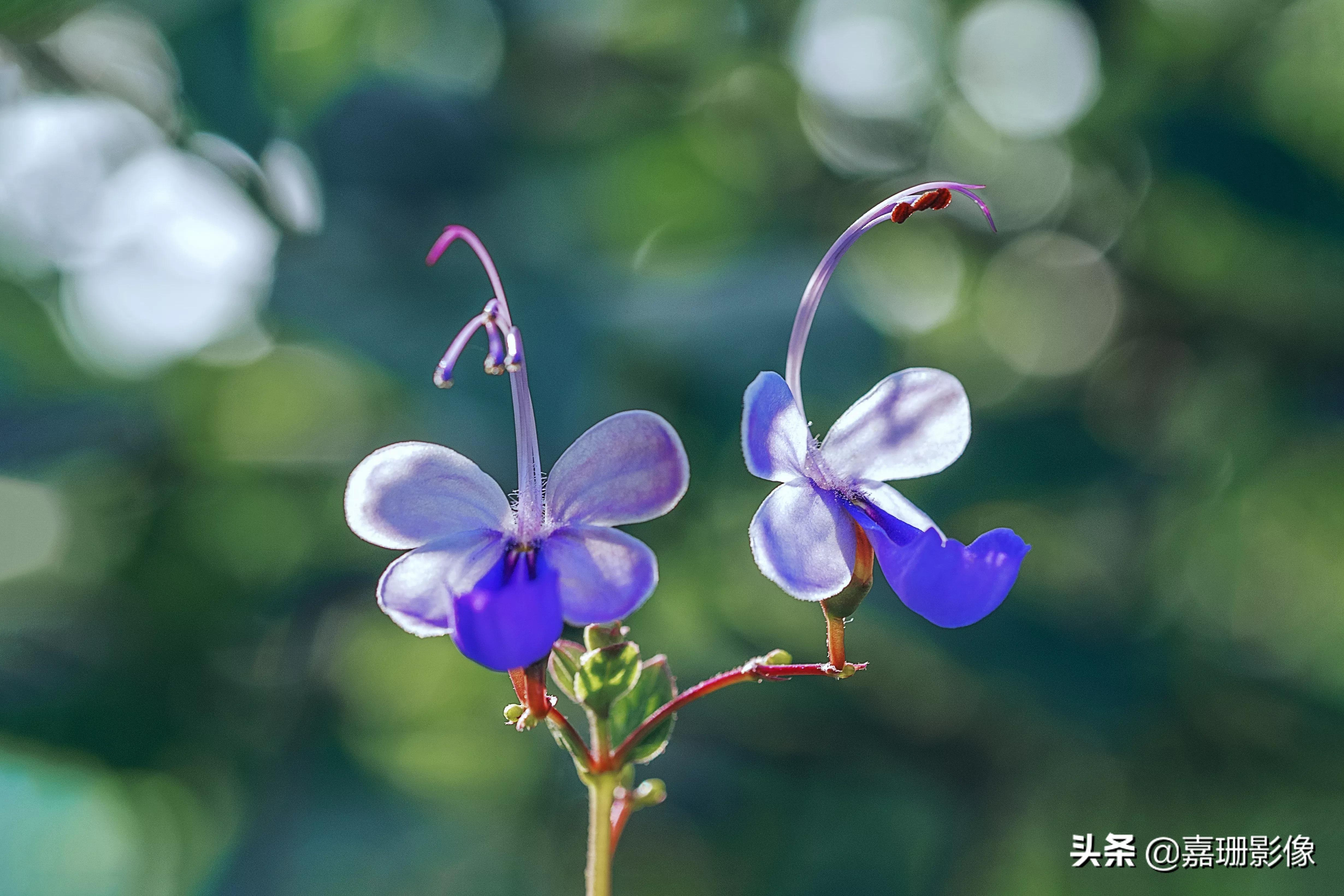 看看花容,听听花语2020年我镜头里的百种花卉