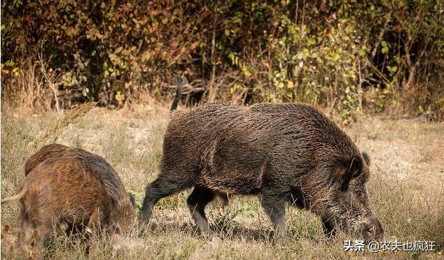 野猪攻击人可以装死吗,在野猪面前装死有用吗