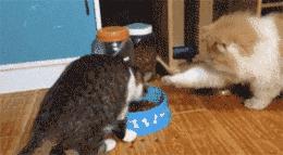 猫圈一定是魔咒吗,猫圈玄学黑猫