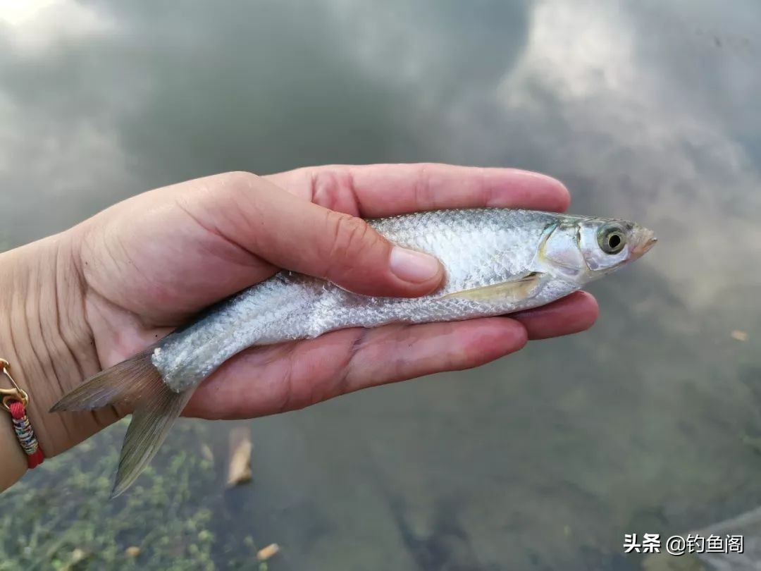 秋高气爽的天气怎样钓好鱼,夏天天气很热鱼怎么钓最好