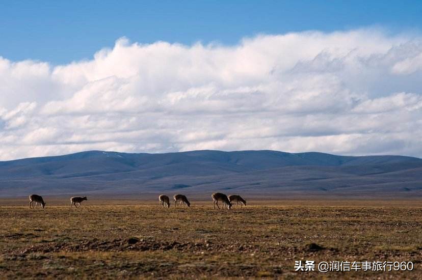 杩欓噷鏄タ钘忔瓕鏇蹭腑鏂囩増,瑗胯棌缇庢櫙涔嬫牸妗戣姳