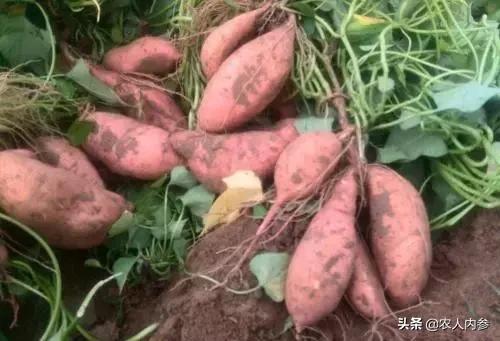 农民种植红薯新方法,农民种植红薯怎么施肥