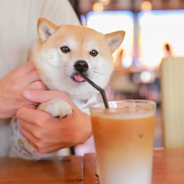 比人还会拍照的狗,简直萌炸朋友圈了