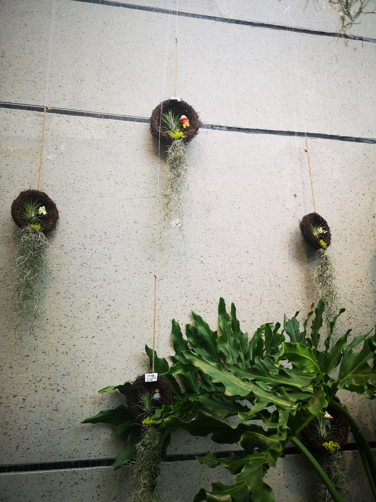 空气凤梨无土懒人植物桌面盆栽,好养懒人绿植推荐一下盆栽