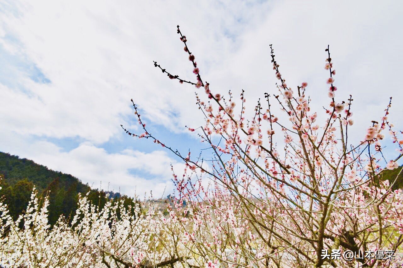不先一步感受春天的到来吗日本全国华丽的梅花名胜
