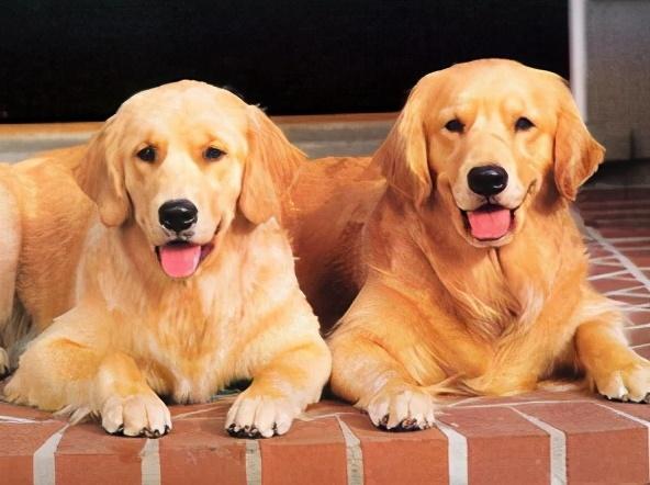 主人收拾两只犯错的狗,主人犯错金毛开启护娃模式