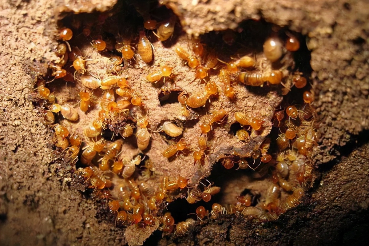 白蚁生物介绍,白蚁是有多厉害的动物