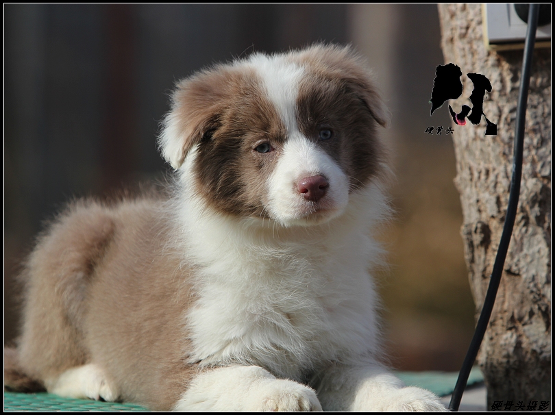 西安边境牧羊犬领养,领养边境牧羊犬幼崽