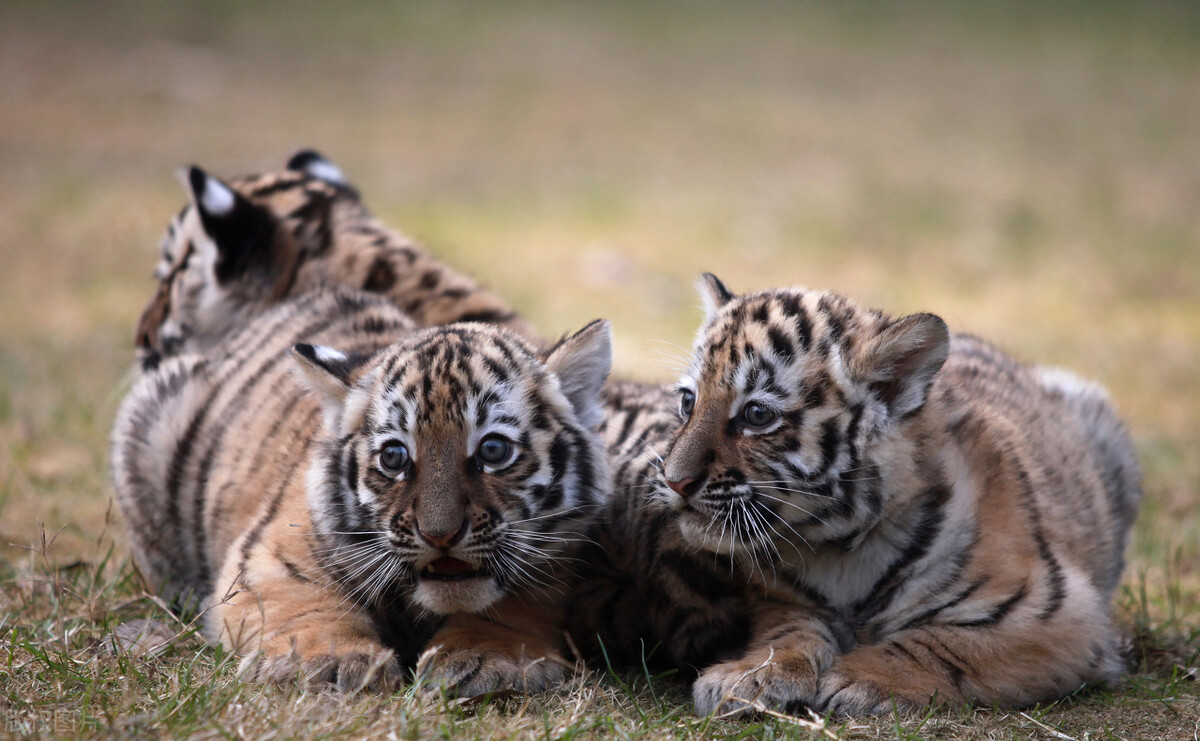 真正的野生老虎多可怕,为什么野生老虎处于危险中