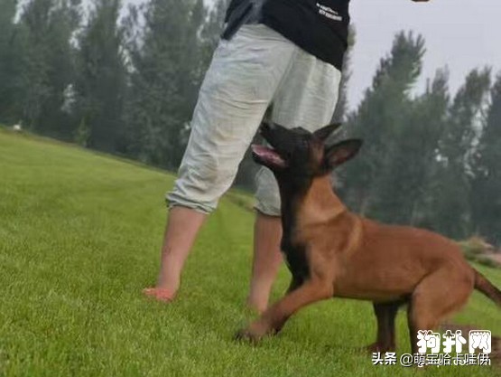 东德与马犬性格对比,小马犬幼犬性格