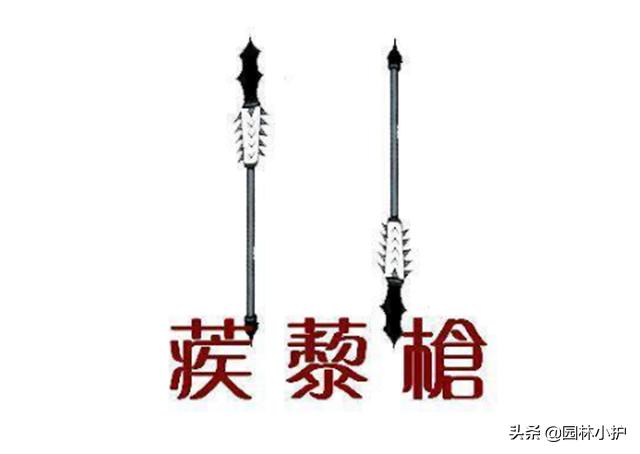 常见的刺蒺藜，竟然是古代暗器的原型？至今还有器具在使用！
