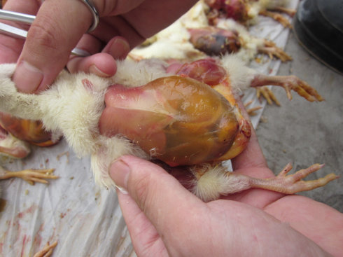 养殖管理很重要,鸡吐水,嗉囊肿是哪些原因呢?腹水如何治疗