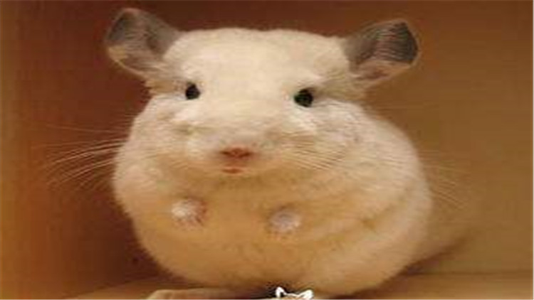 龙猫咬笼,龙猫抓耗子是真的吗