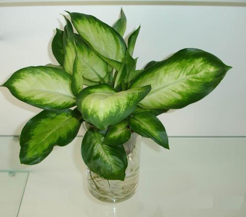 万年青用深盆还是用浅盆种植,养万年青有什么好处和坏处