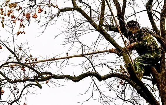 老柿树散文,柿树文章