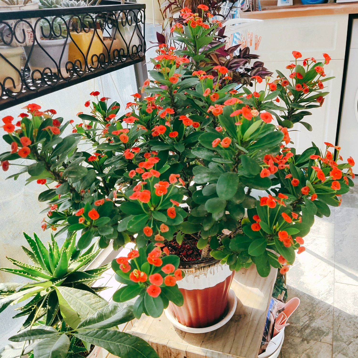 虎刺梅真的有毒吗家中养不好吗,虎刺梅有毒吗视频