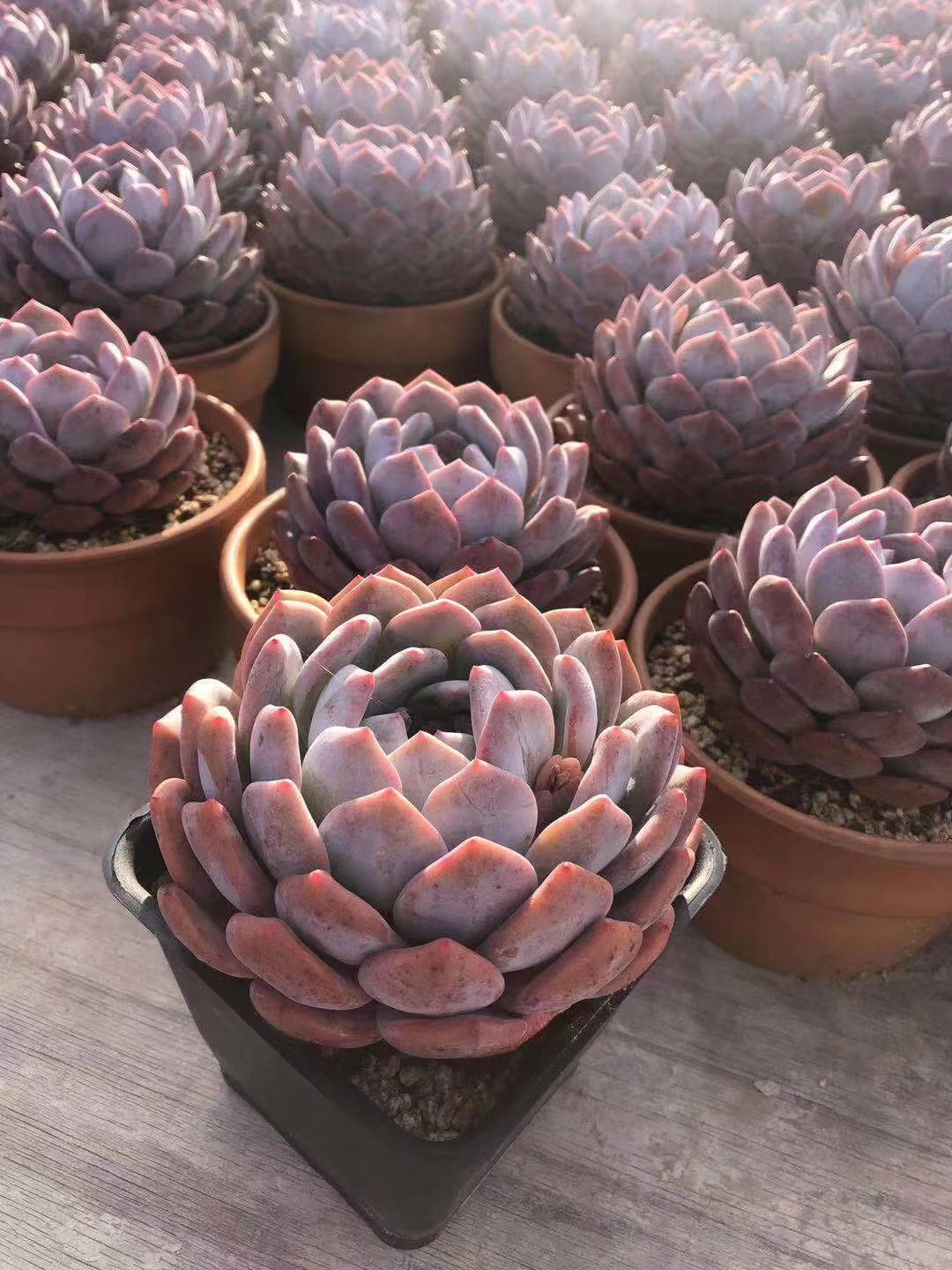 橙梦露怎么养容易出颜色,橙梦露一般怎么养护