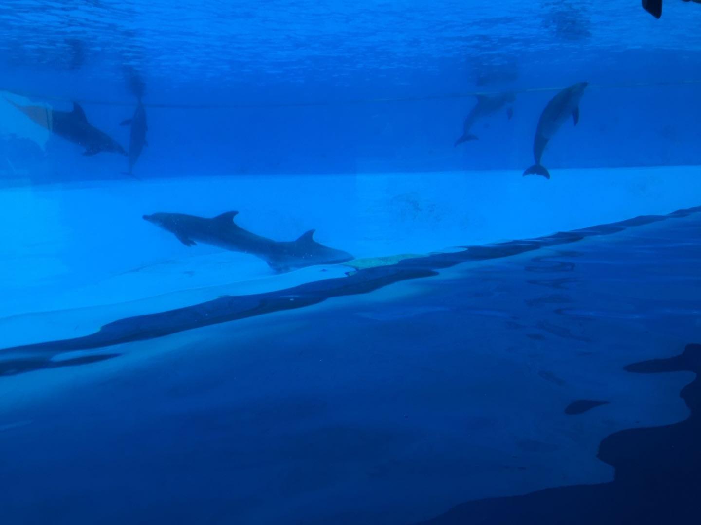 珠海长隆海洋王国附近美食,珠海长隆海洋王国官网预约