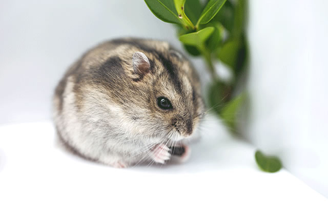 仓鼠最适合新手饲养的排名,最适合新手养的仓鼠