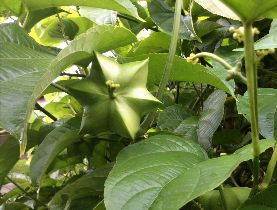 美藤果油真的有那么好吗,长期食用美藤果油的好处