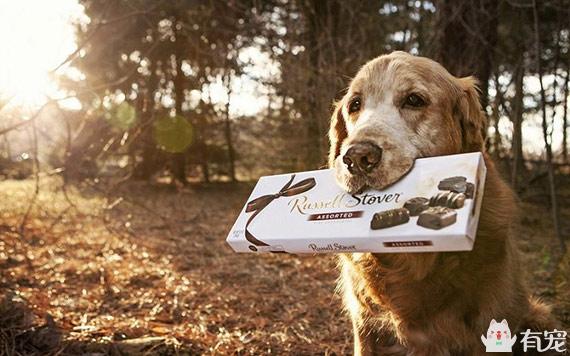 狗狗误食了巧克力饼干怎么办,狗狗误食了巧克力豆