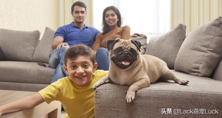 养一只哈巴犬的注意事项,养哈巴狗有什么优点和缺点