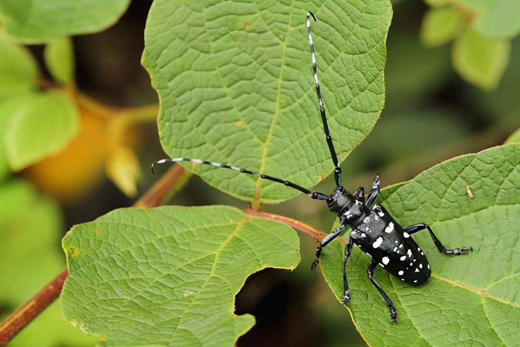大树上有天牛怎么治疗,树干内的天牛用什么药防治
