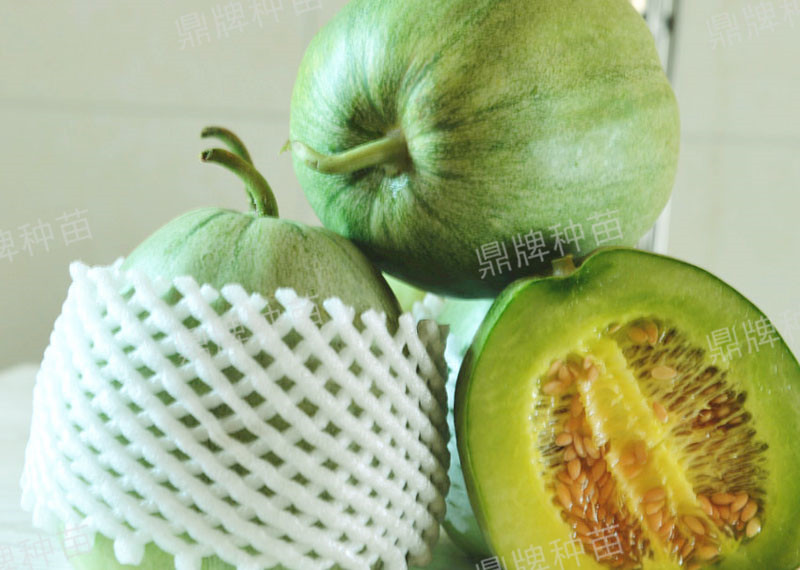 山东冷棚甜瓜最新种植,鲁厚甜1号甜瓜种植技术